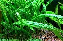 Cryptocoryne Crispatula