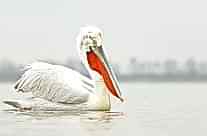 Dalmatian Pelican