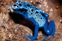 Dendrobates Azureus