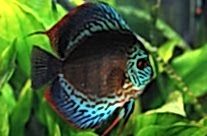 Discus