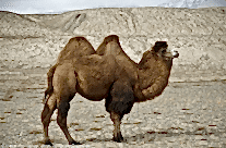 Domestic Bactrian Camel