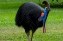 Double Wattled Cassowary