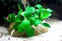 Dwarf Anubias