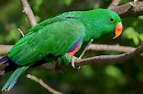 Eclectus Parrot