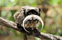 Emperor Tamarin
