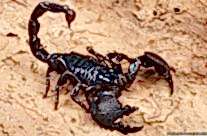 Emperor Scorpion