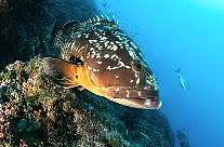 Epinephelus Marginatus
