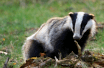 European Badger