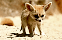 Fennec Fox