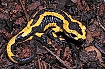 Fire Salamander