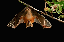 Madagascar Flying Fox
