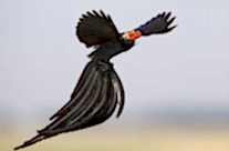 Long-tailed Widowbird