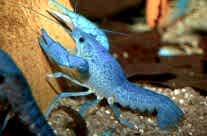 Freshwater Crayfish