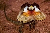 Frilled Dragon