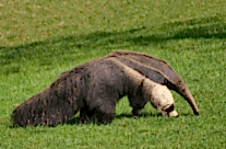 Giant Ant Eater