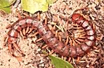 Giant Centipede
