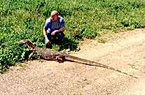 Giant Monitor Lizard