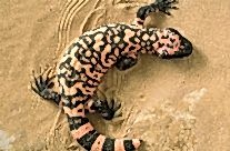Gila Monster