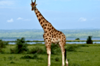 Giraffe