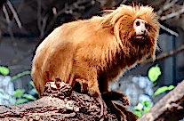 Golden Lion Tamarin