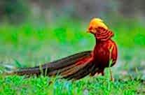 Golden Pheasant