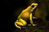 Golden Poison Dart Frog