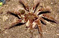 Goliath birdeater tarantula