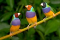 Gouldian Finch