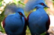 Common Crowned Pigeon