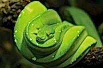 Green Tree Python