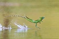 Green basilisk