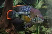 Green Terror Cichlid