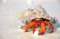 Hermit Crab