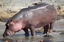 Hippopotamus