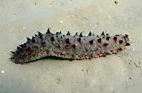Holothuria Tubulosa