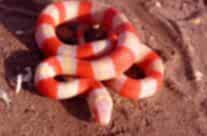 Honduran milk snake