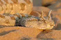 Horned Viper Snake