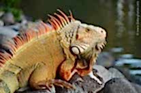 Iguana