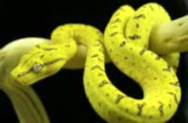 Juvenile Green Tree Python