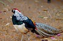 Lady Amherst’s Pheasant