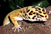 Leopard Gecko