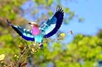 Lilac-Breasted Roller