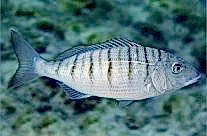 Lithognatus Mormyrus