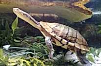 Long Necked Turtle