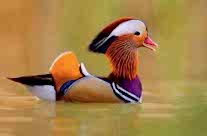 Mandarin Duck