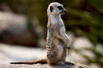 Meerkat