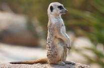 Meerkat
