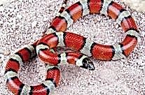Milksnake