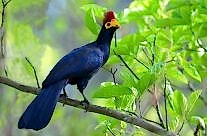 Ross’s Turaco