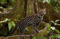 Ocelot